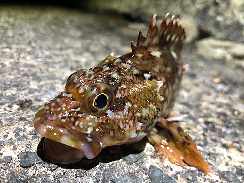 カサゴの釣果