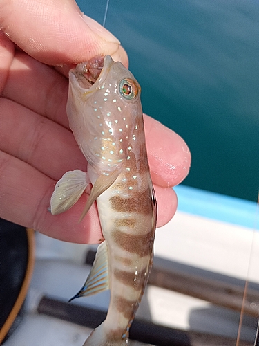 イトヒキハゼの釣果