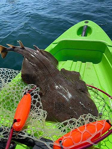 カスザメの釣果