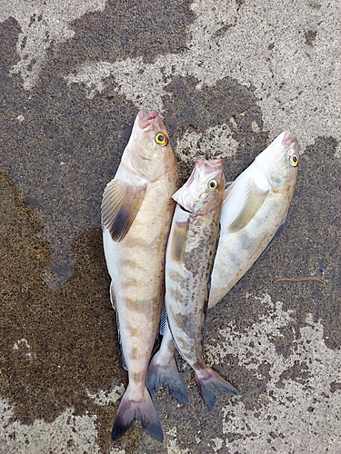 ホッケの釣果