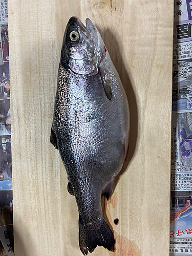 ニジマスの釣果