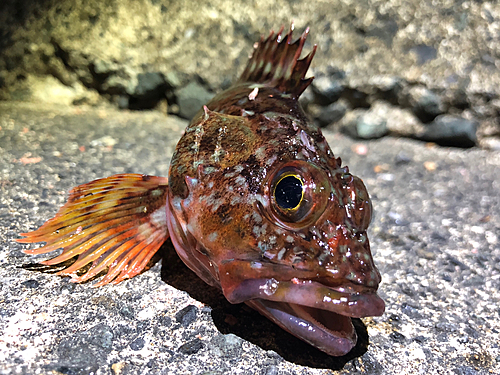 カサゴの釣果