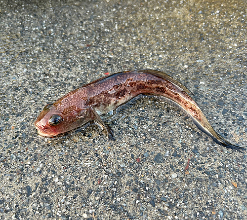 マハゼの釣果