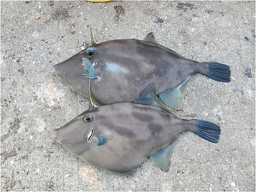 カワハギの釣果