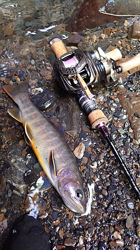 ヤマトイワナの釣果