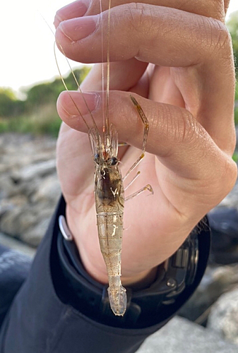 テナガエビの釣果