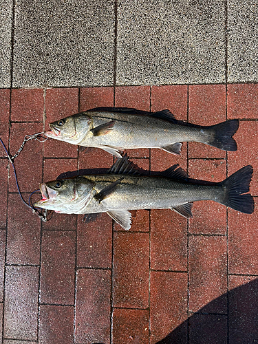 シーバスの釣果