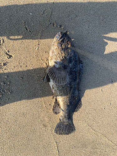 ソイの釣果