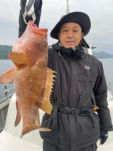 マダイの釣果