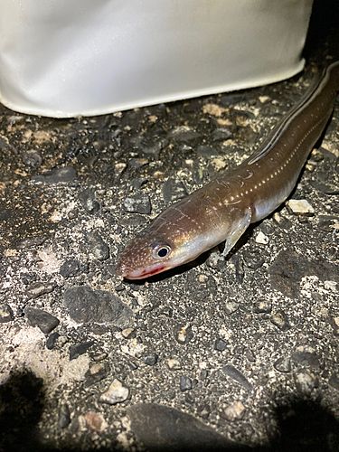 マアナゴの釣果