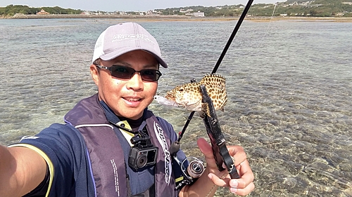 カンモンハタの釣果