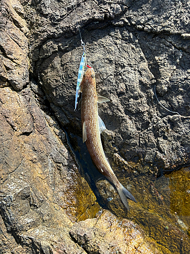 エソの釣果