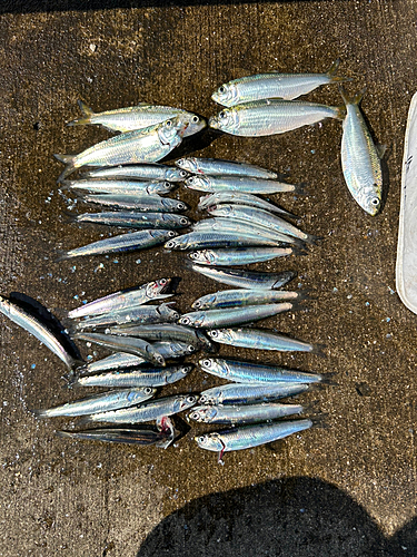 イワシの釣果