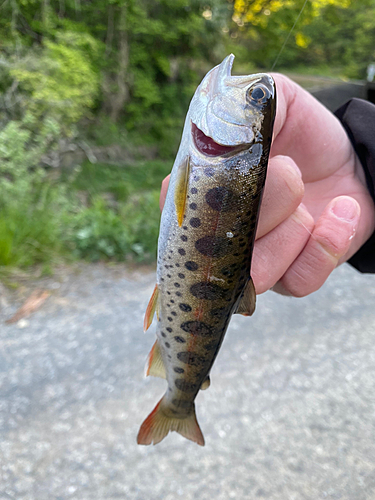 ヤマメの釣果