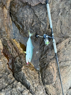 ハマチの釣果