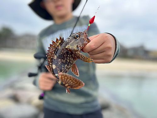 カサゴの釣果