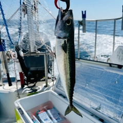 マサバの釣果