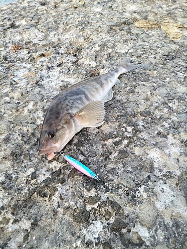 ホッケの釣果