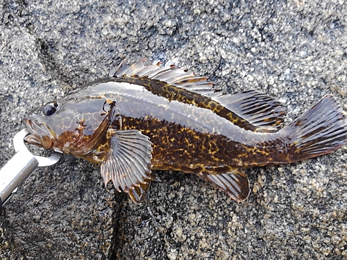 タケノコメバルの釣果