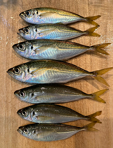 マアジの釣果