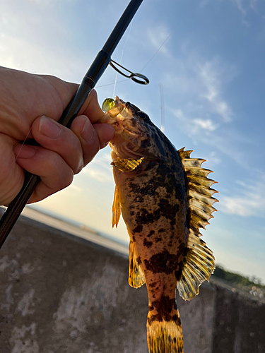 タケノコメバルの釣果