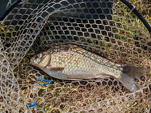 フナの釣果