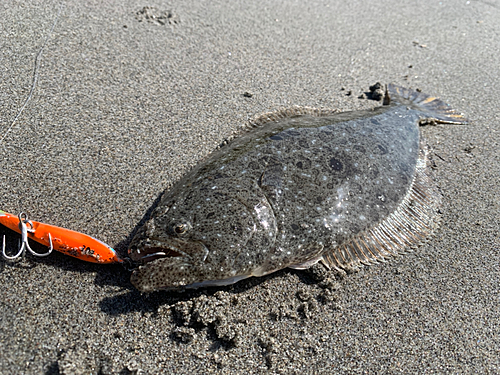 ヒラメの釣果