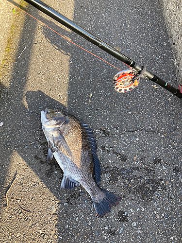 クロダイの釣果