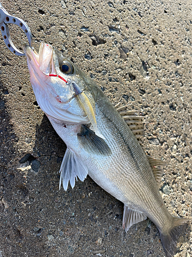 スズキの釣果