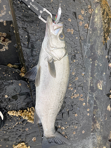 ヒラスズキの釣果