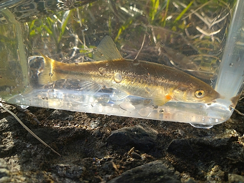 アブラハヤの釣果