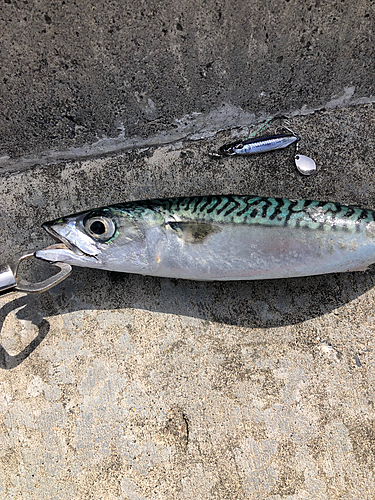 サバの釣果