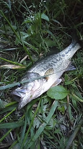 ブラックバスの釣果