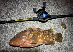 アコウの釣果