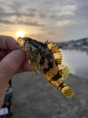 メバルの釣果