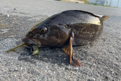 アイナメの釣果