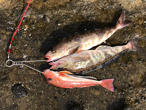 ホッケの釣果