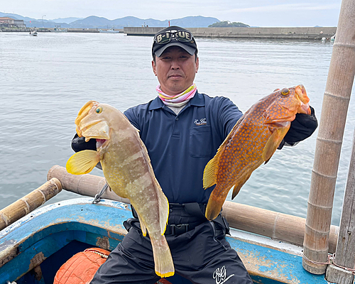 アオハタの釣果