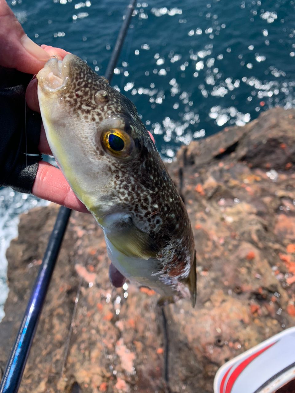 keenanglerさんの釣果 2枚目の画像