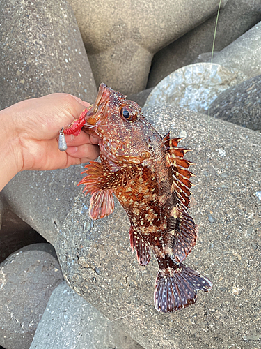 カサゴの釣果