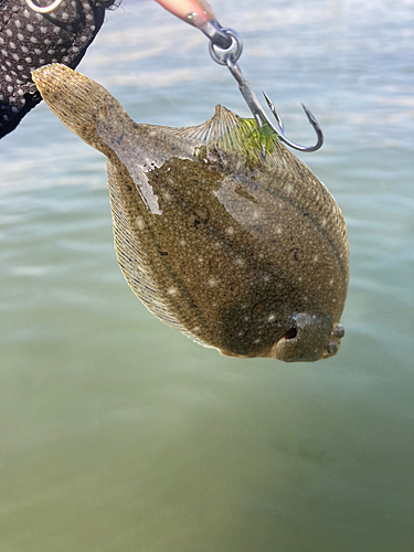 カレイの釣果