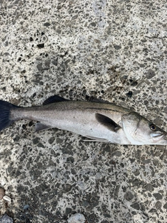 スズキの釣果