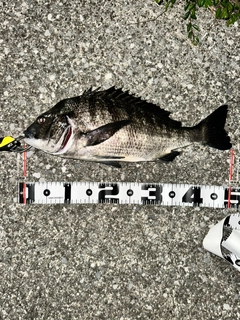 クロダイの釣果