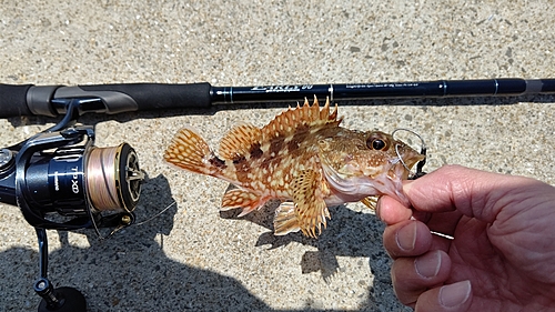 アラカブの釣果