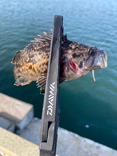 クロソイの釣果