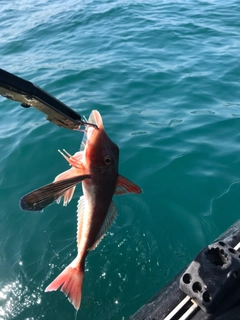 ホウボウの釣果