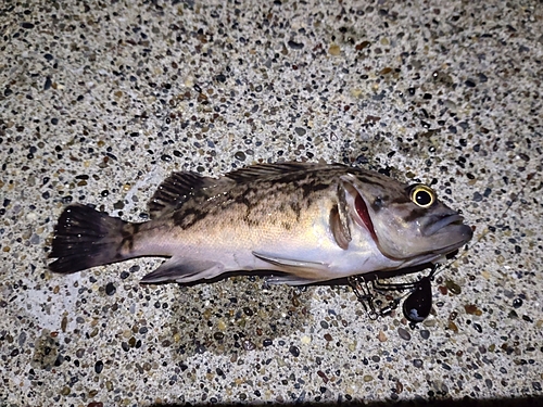 クロソイの釣果