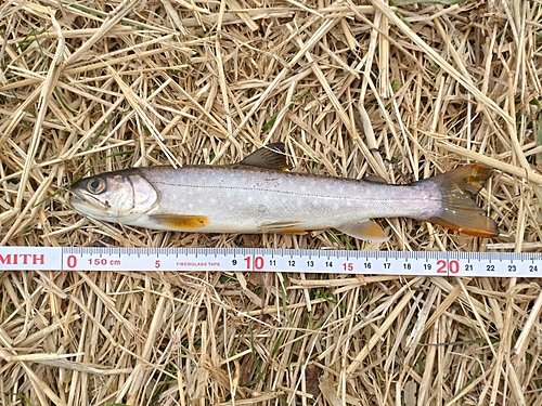 アメマスの釣果