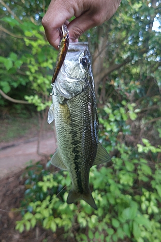 ブラックバスの釣果