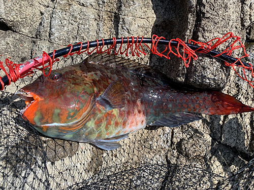 ブダイの釣果